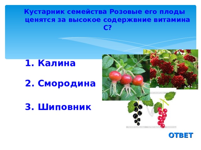 Кустарник семейства Розовые его плоды ценятся за высокое содержвние витамина С? 1. Калина  2. Смородина 3. Шиповник ОТВЕТ 