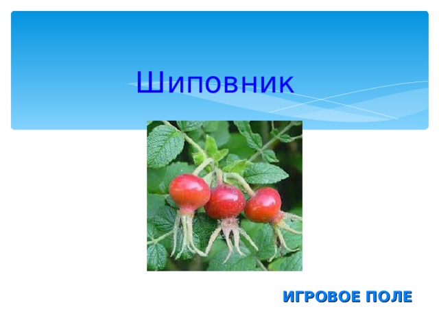Шиповник  ИГРОВОЕ ПОЛЕ  