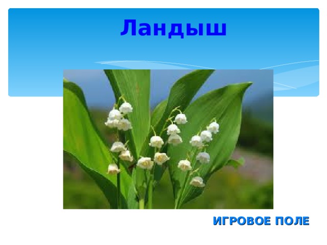 Ландыш ИГРОВОЕ ПОЛЕ 