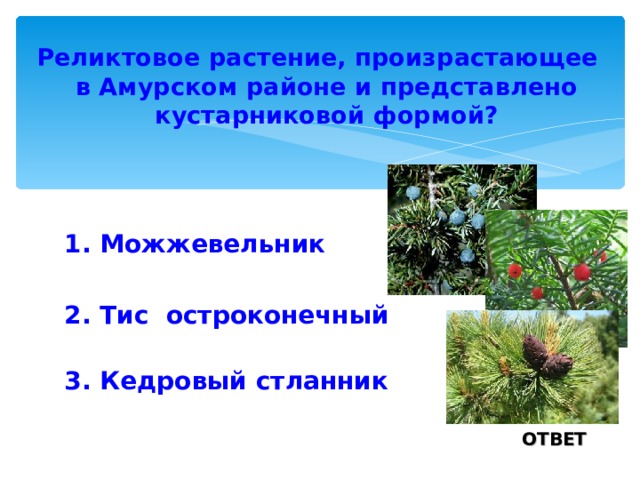Реликтовое растение, произрастающее в Амурском районе и представлено кустарниковой формой? 1. Можжевельник 2. Тис остроконечный 3. Кедровый стланник ОТВЕТ 