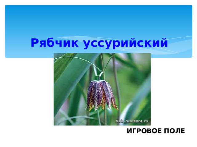 Рябчик уссурийский  ИГРОВОЕ ПОЛЕ 