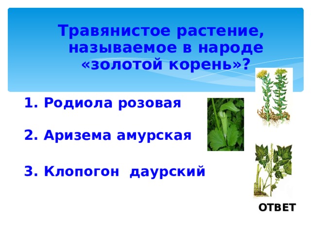 Травянистое растение, называемое в народе «золотой корень»?  1. Родиола розовая 2. Аризема амурская 3. Клопогон даурский ОТВЕТ 