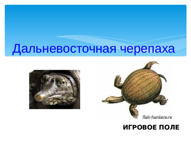  Дальневосточная черепаха ИГРОВОЕ ПОЛЕ 