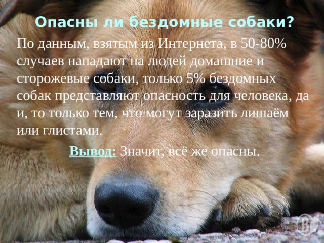 Опасны ли бездомные собаки? По данным, взятым из Интернета, в 50-80% случаев нападают на людей домашние и сторожевые собаки, только 5% бездомных собак представляют опасность для человека, да и, то только тем, что могут заразить лишаём или глистами. Вывод: Значит, всё же опасны. 