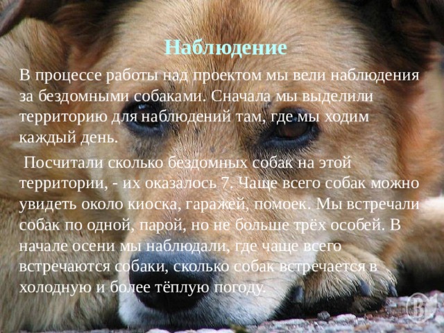  Наблюдение В процессе работы над проектом мы вели наблюдения за бездомными собаками. Сначала мы выделили территорию для наблюдений там, где мы ходим каждый день.  Посчитали сколько бездомных собак на этой территории, - их оказалось 7. Чаще всего собак можно увидеть около киоска, гаражей, помоек. Мы встречали собак по одной, парой, но не больше трёх особей. В начале осени мы наблюдали, где чаще всего встречаются собаки, сколько собак встречается в холодную и более тёплую погоду. 