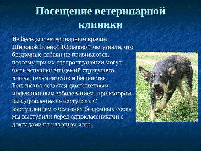 Посещение ветеринарной клиники   Из беседы с ветеринарным врачом Шировой Еленой Юрьевной мы узнали, что бездомные собаки не прививаются, поэтому при их распространении могут быть вспышки эпидемий стригущего лишая, гельминтозов и бешенства. Бешенство остаётся единственным инфекционным заболеванием, при котором выздоровление не наступает. С выступлением о болезнях бездомных собак мы выступили перед одноклассниками с докладами на классном часе. 