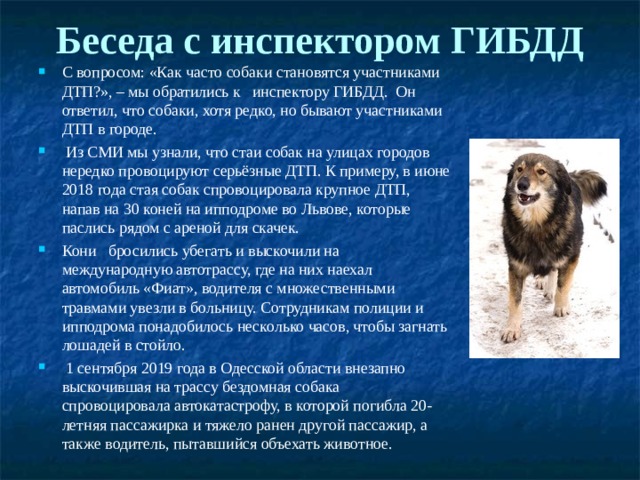 Беседа с инспектором ГИБДД   С вопросом: «Как часто собаки становятся участниками ДТП?», – мы обратились к инспектору ГИБДД. Он ответил, что собаки, хотя редко, но бывают участниками ДТП в городе.  Из СМИ мы узнали, что стаи собак на улицах городов нередко провоцируют серьёзные ДТП. К примеру, в июне 2018 года стая собак спровоцировала крупное ДТП, напав на 30 коней на ипподроме во Львове, которые паслись рядом с ареной для скачек. Кони бросились убегать и выскочили на международную автотрассу, где на них наехал автомобиль «Фиат», водителя с множественными травмами увезли в больницу. Сотрудникам полиции и ипподрома понадобилось несколько часов, чтобы загнать лошадей в стойло.  1 сентября 2019 года в Одесской области внезапно выскочившая на трассу бездомная собака спровоцировала автокатастрофу, в которой погибла 20- летняя пассажирка и тяжело ранен другой пассажир, а также водитель, пытавшийся объехать животное.  