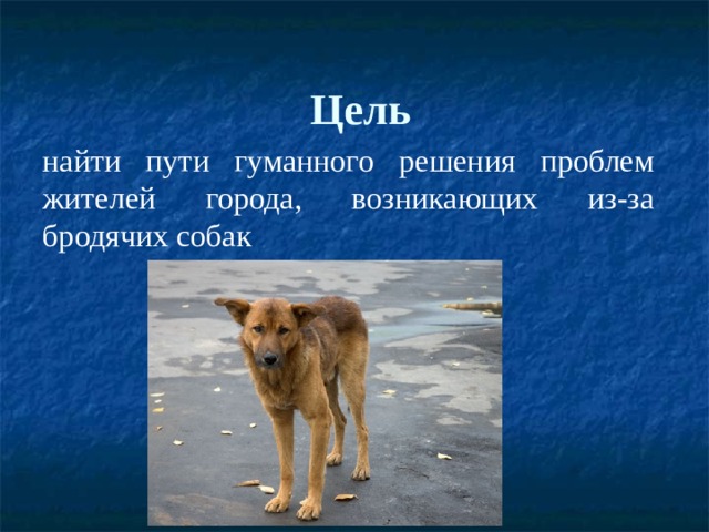 Цель найти пути гуманного решения проблем жителей города, возникающих из-за бродячих собак 