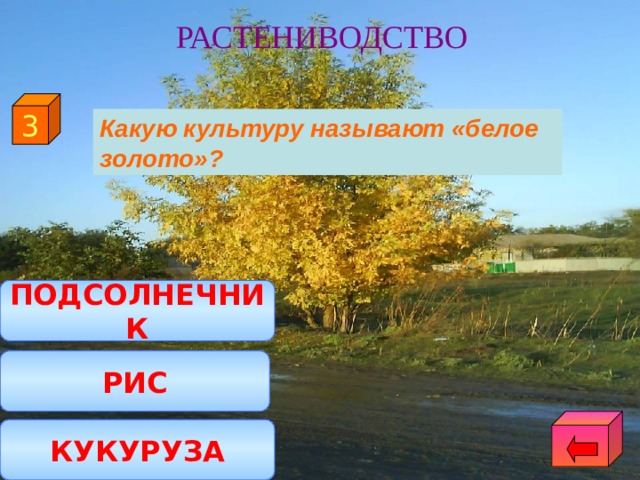 РАСТЕНИВОДСТВО 3  Какую культуру называют «белое золото»? ПОДСОЛНЕЧНИК РИС КУКУРУЗА 