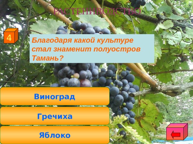 РАСТЕНИВОДСТВО 4  Благодаря какой культуре стал знаменит полуостров Тамань? Виноград Гречиха Яблоко 