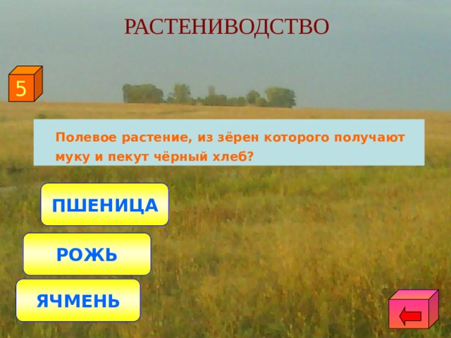 РАСТЕНИВОДСТВО 5  Полевое растение, из зёрен которого получают муку и пекут чёрный хлеб?  ПШЕНИЦА РОЖЬ ЯЧМЕНЬ 