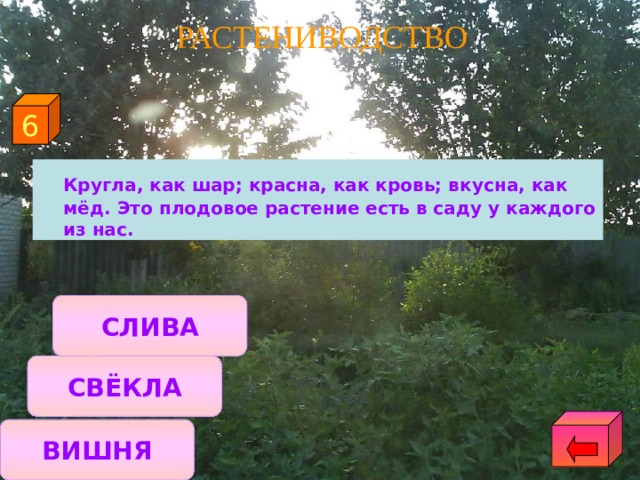 РАСТЕНИВОДСТВО 6  Кругла, как шар; красна, как кровь; вкусна, как мёд. Это плодовое растение есть в саду у каждого из нас. СЛИВА СВЁКЛА ВИШНЯ 