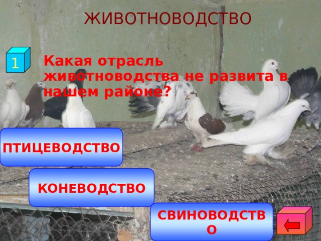 ЖИВОТНОВОДСТВО 1  Какая отрасль животноводства не развита в нашем районе? ПТИЦЕВОДСТВО КОНЕВОДСТВО СВИНОВОДСТВО 