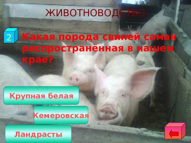 ЖИВОТНОВОДСТВО 2  Какая порода свиней самая распространённая в нашем крае? Крупная белая Кемеровская Ландрасты 