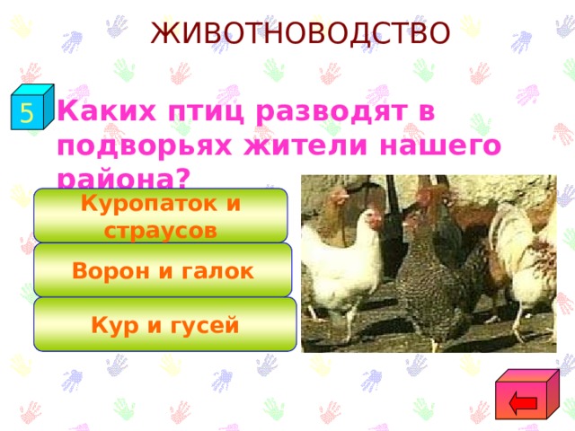 ЖИВОТНОВОДСТВО 5  Каких птиц разводят в подворьях жители нашего района? Куропаток и страусов Ворон и галок Кур и гусей 