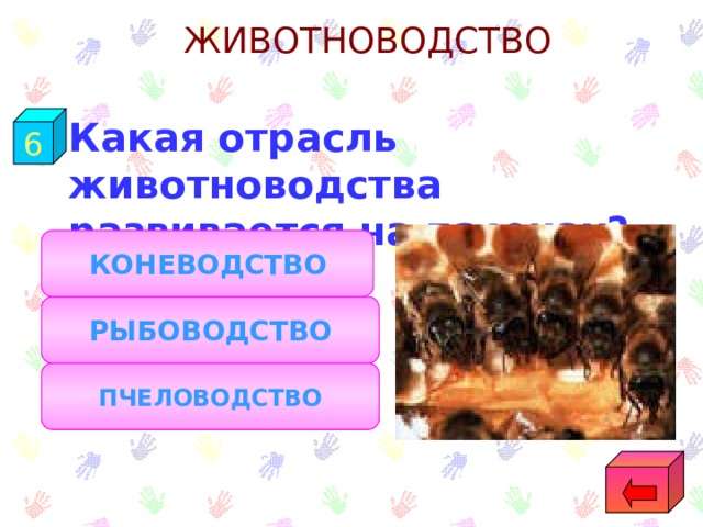 ЖИВОТНОВОДСТВО 6  Какая отрасль животноводства развивается на пасеках? КОНЕВОДСТВО РЫБОВОДСТВО ПЧЕЛОВОДСТВО 