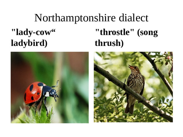 Northamptonshire dialect 