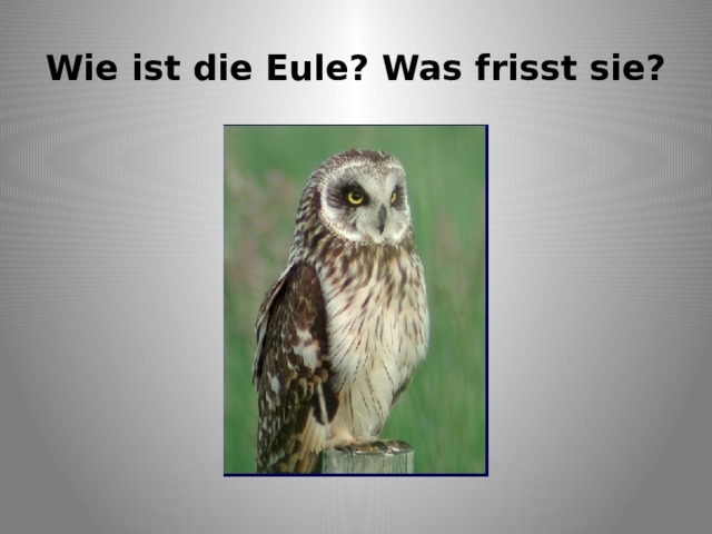 Wie ist die Eule? Was frisst sie? 