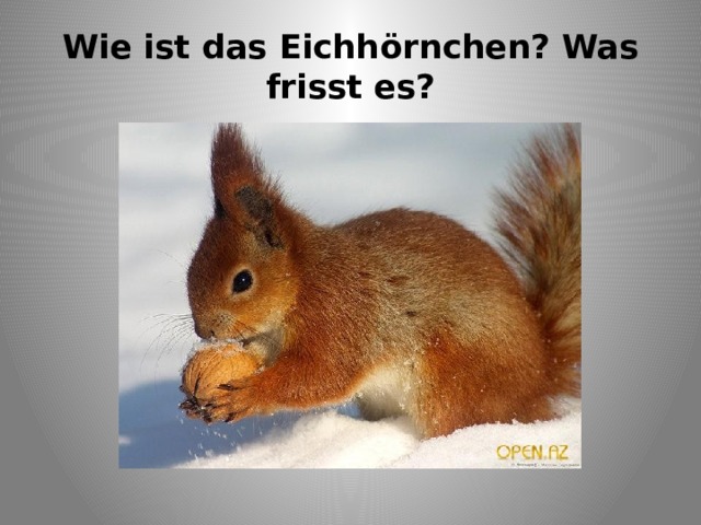 Wie ist das Eichhörnchen? Was frisst es? 