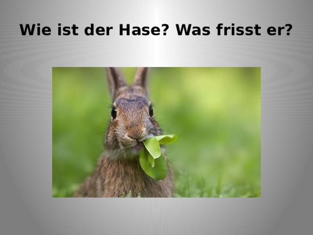 Wie ist der Hase? Was frisst er? 
