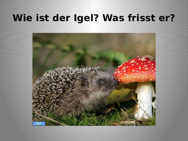 Wie ist der Igel? Was frisst er? 