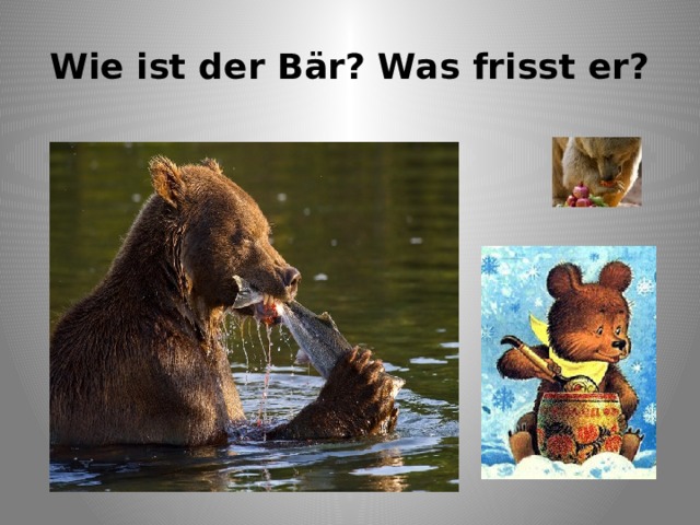 Wie ist der Bär? Was frisst er? 