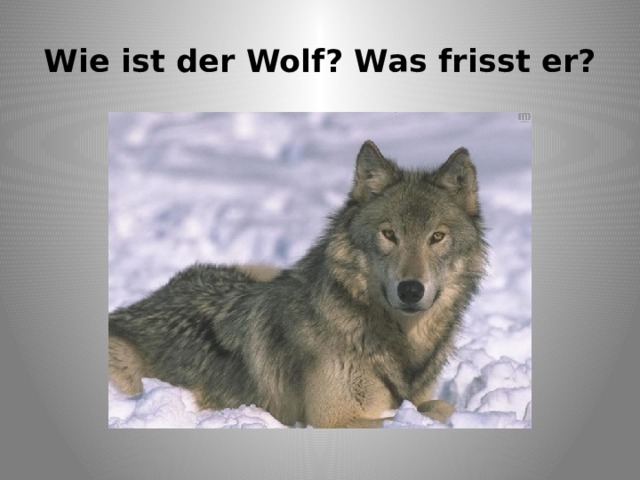 Wie ist der Wolf? Was frisst er? 