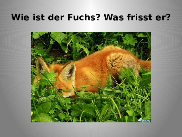 Wie ist der Fuchs? Was frisst er? 