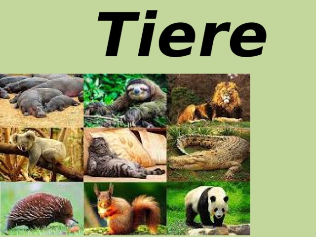 Tiere 
