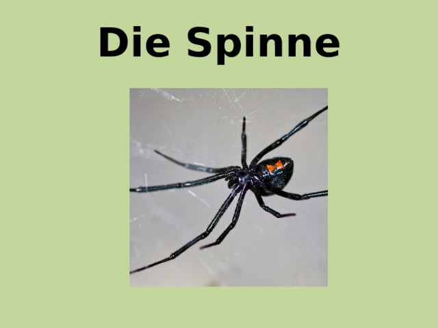 Die Spinne 