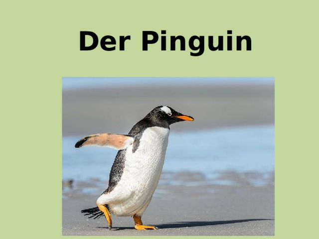 Der Pinguin 
