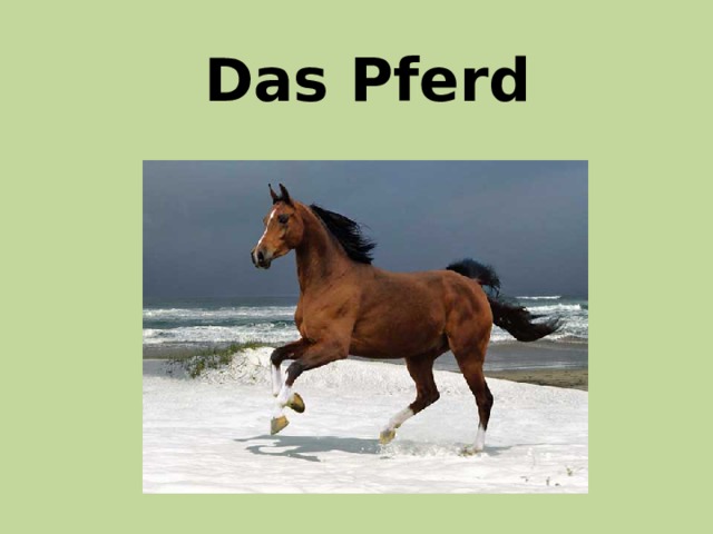 Das Pferd 