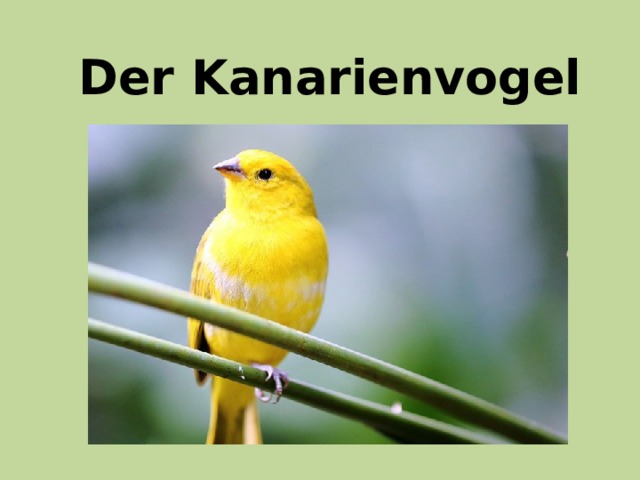 Der Kanarienvogel 