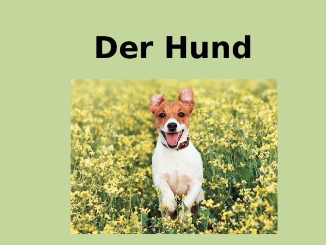 Der Hund 