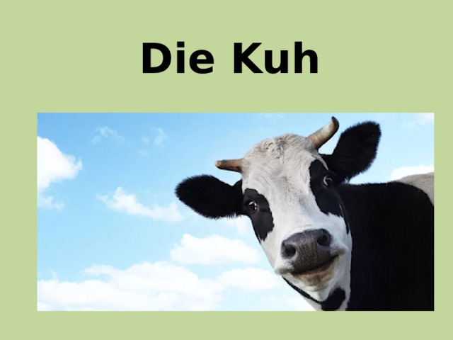 Die Kuh 