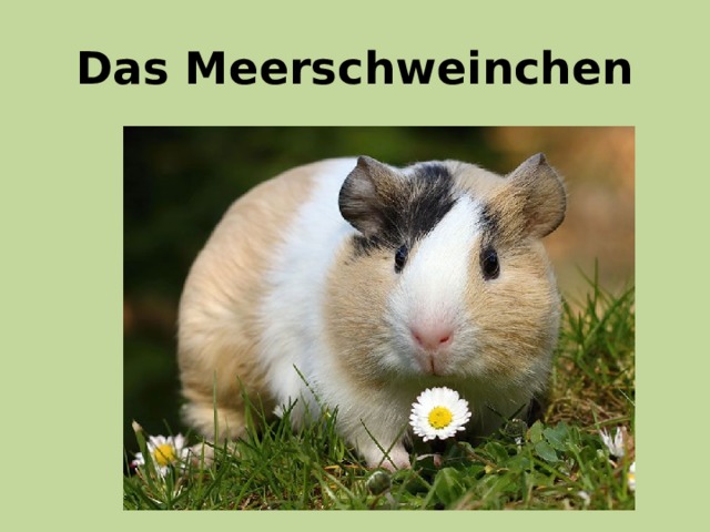 Das Meerschweinchen 