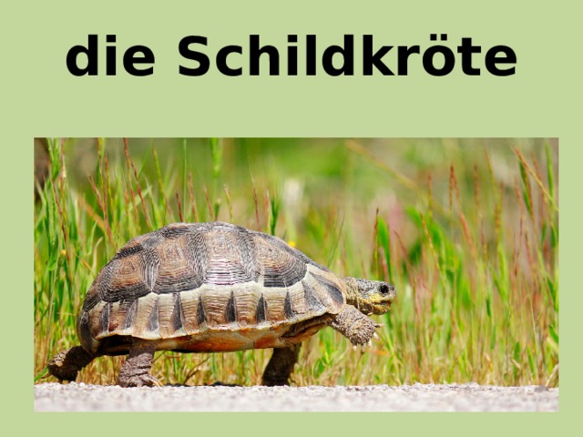 die Schildkröte 