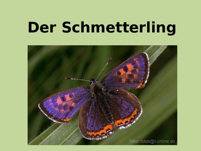 Der Schmetterling 