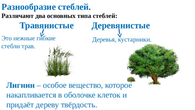 Разнообразие стеблей.  Различают два основных типа стеблей:   Травянистые Деревянистые   Это нежные гибкие стебли трав. Деревья, кустарники. Лигнин – особое вещество, которое накапливается в оболочке клеток и придаёт дереву твёрдость. 