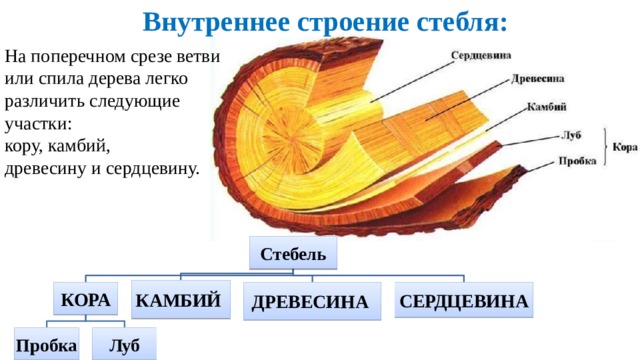  Внутреннее строение стебля: На поперечном срезе ветви или спила дерева легко различить следующие участки: кору, камбий, древесину и сердцевину. Такое количество функций, которые выполняет стебель, возможно только при сложном внутреннем строении. Вот наш микроскоп, а вот срез молодой ветки дерева. Рассмотрим ветку, которой 2-3 года. Смотрите, слушайте и запоминайте. Стебель взрослого растения состоит из следующих слоев клеток:  кора (состоит из пробки и луба);  камбий;  древесина;  сердцевина. Стебель КАМБИЙ КОРА ДРЕВЕСИНА СЕРДЦЕВИНА Пробка Луб  
