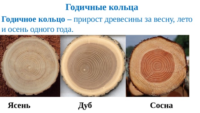 Годичные кольца Годичное кольцо – прирост древесины за весну, лето и осень одного года.  Ясень Дуб Сосна 