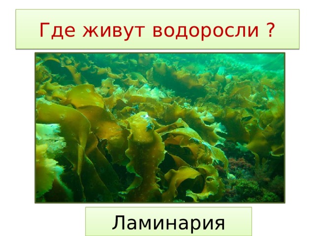 Где живут водоросли ? Ламинария 