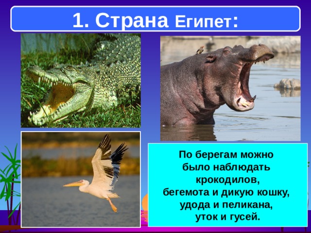 1. Страна Египет : По берегам можно было наблюдать крокодилов, бегемота и дикую кошку, удода и пеликана, уток и гусей. 