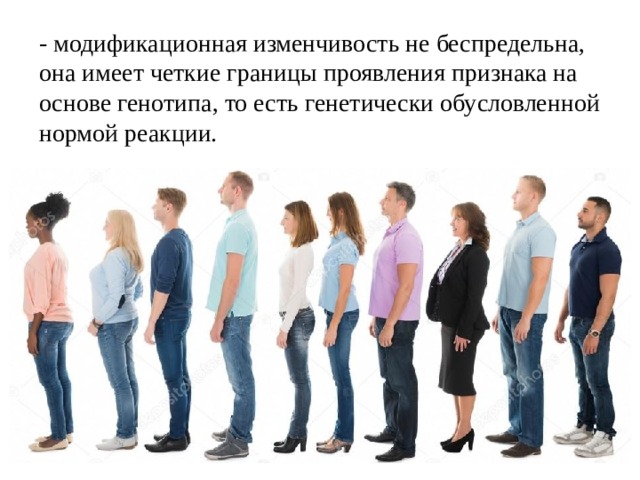 - модификационная изменчивость не беспредельна, она имеет четкие границы проявления признака на основе генотипа, то есть генетически обусловленной нормой реакции. 