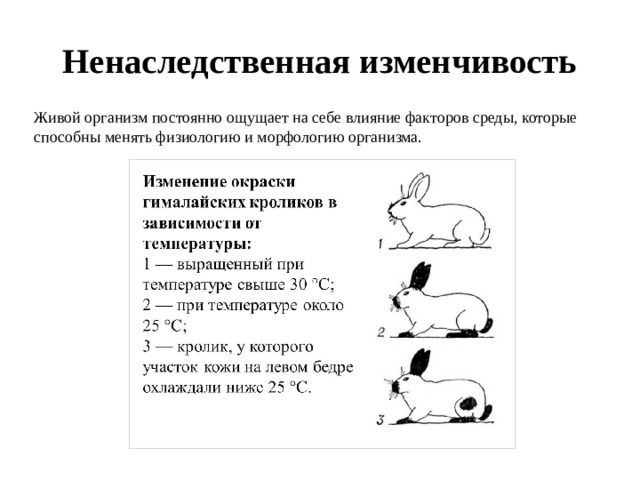 Ненаследственная изменчивость Живой организм постоянно ощущает на себе влияние факторов среды, которые способны менять физиологию и морфологию организма. 