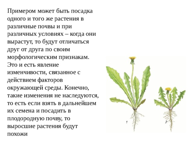 Примером может быть посадка одного и того же растения в различные почвы и при различных условиях – когда они вырастут, то будут отличаться друг от друга по своим морфологическим признакам. Это и есть явление изменчивости, связанное с действием факторов окружающей среды. Конечно, такие изменения не наследуются, то есть если взять в дальнейшем их семена и посадить в плодородную почву, то выросшие растения будут похожи 