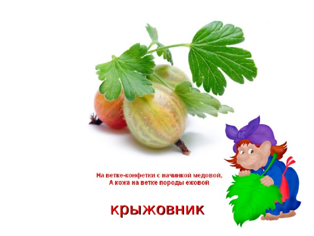 крыжовник 