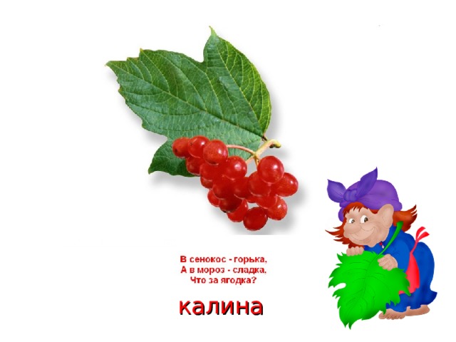калина 