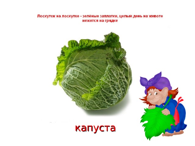 капуста 