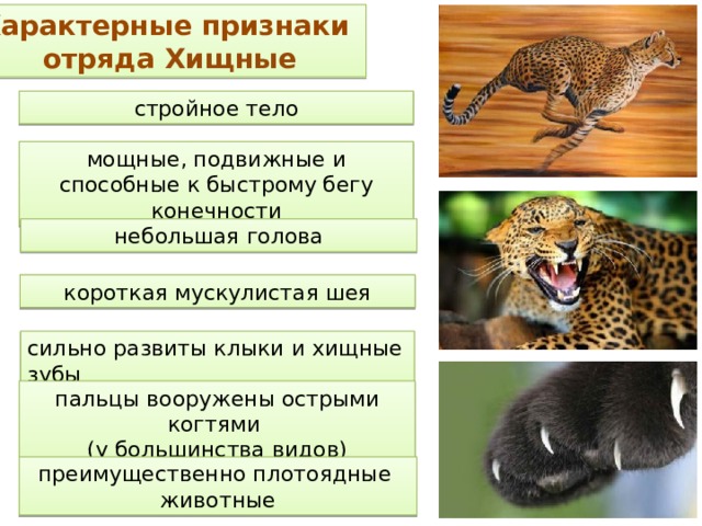 Характерные признаки отряда Хищные стройное тело мощные, подвижные и способные к быстрому бегу конечности небольшая голова короткая мускулистая шея сильно развиты клыки и хищные зубы пальцы вооружены острыми когтями (у большинства видов) преимущественно плотоядные животные  